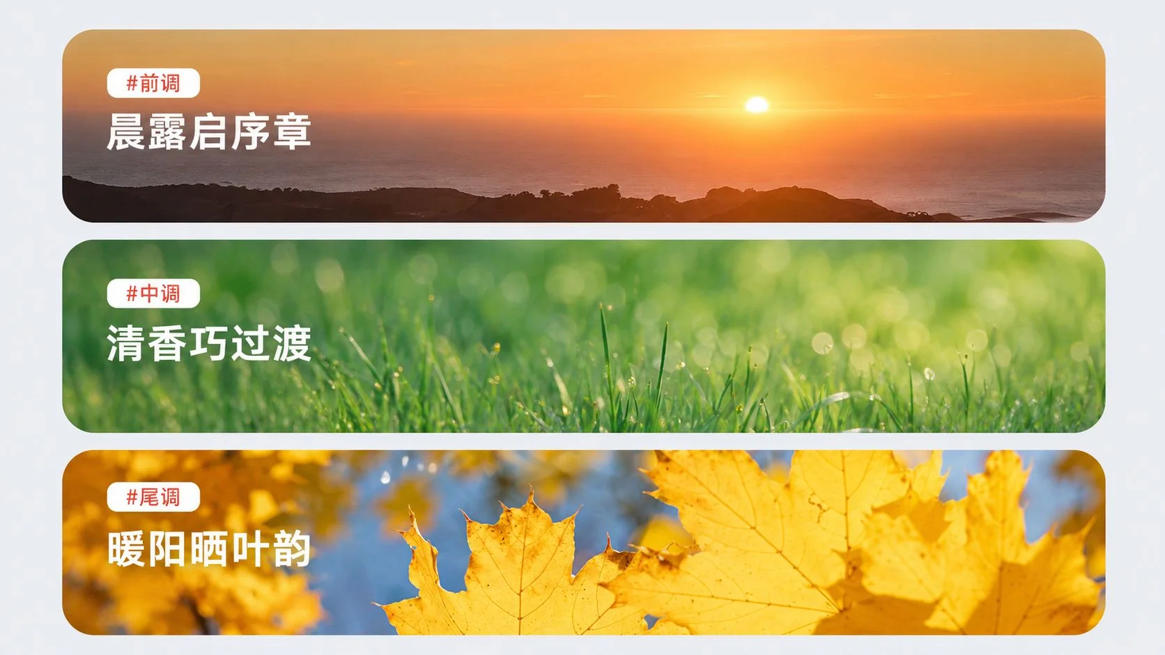 康诚一品沧海系列披月口味描述